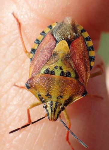 Carpocoris pudicus